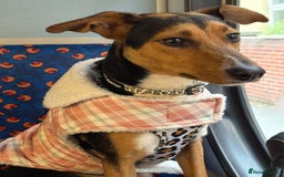 Mixed Breed dogs for sale: Rehoming our beloved puppy - 8 months old - Image 4