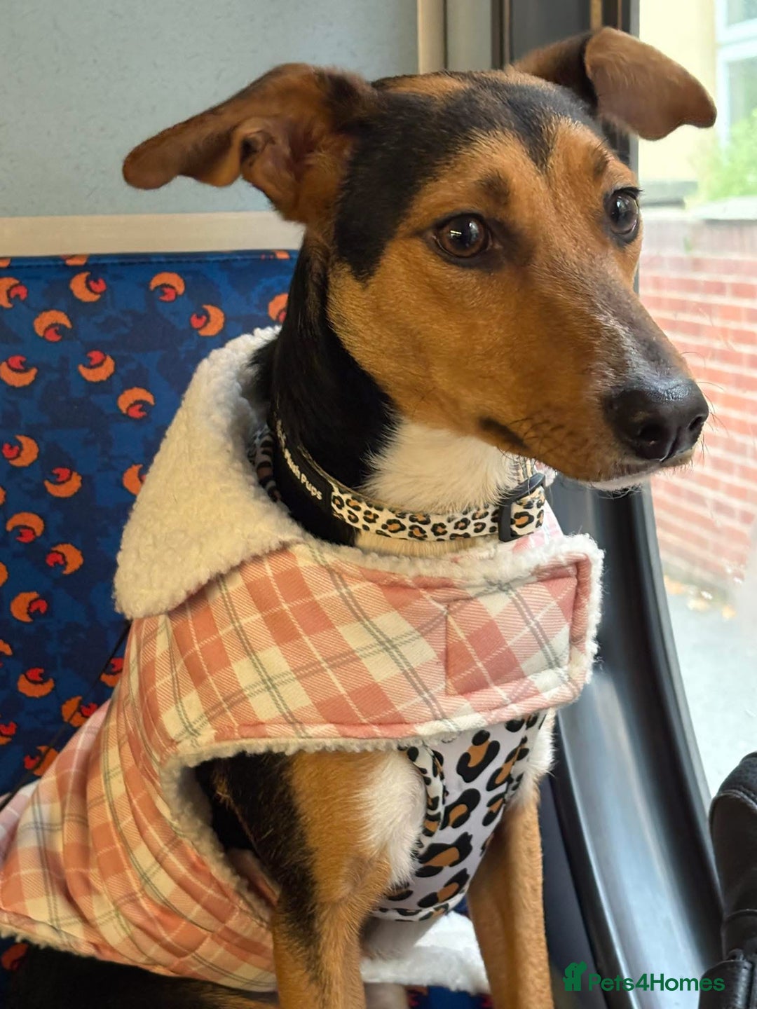 Mixed Breed dogs for sale: Rehoming our beloved puppy - 8 months old - Image 4
