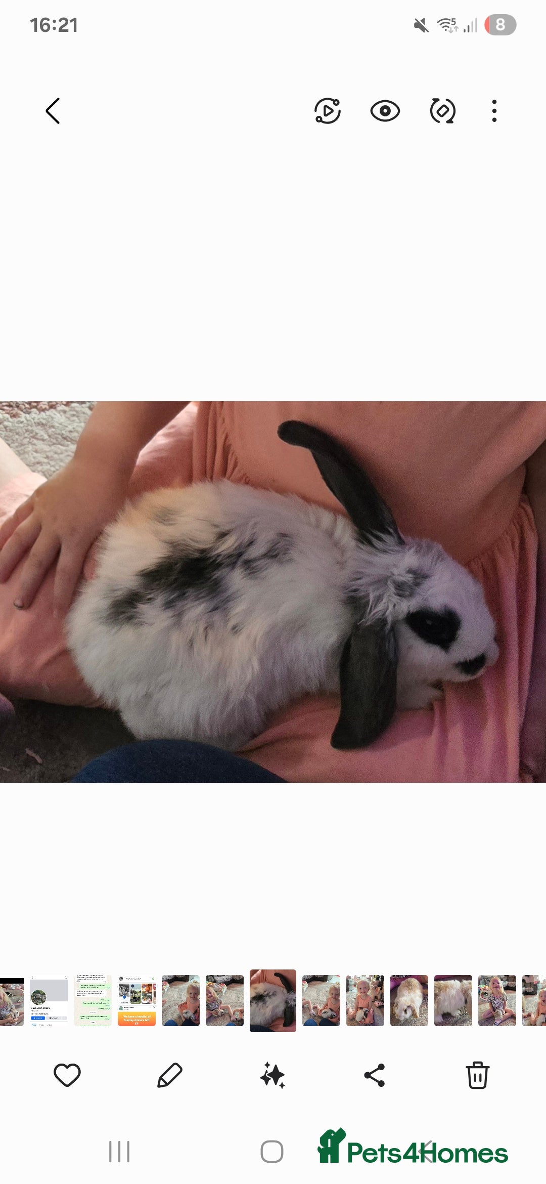 French Lop rabbits for sale: Both males (there brothers from the litter) - Image 6