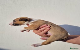 English Bull Terrier dogs for sale: Beautiful k.c reg bully pups  - Image 9