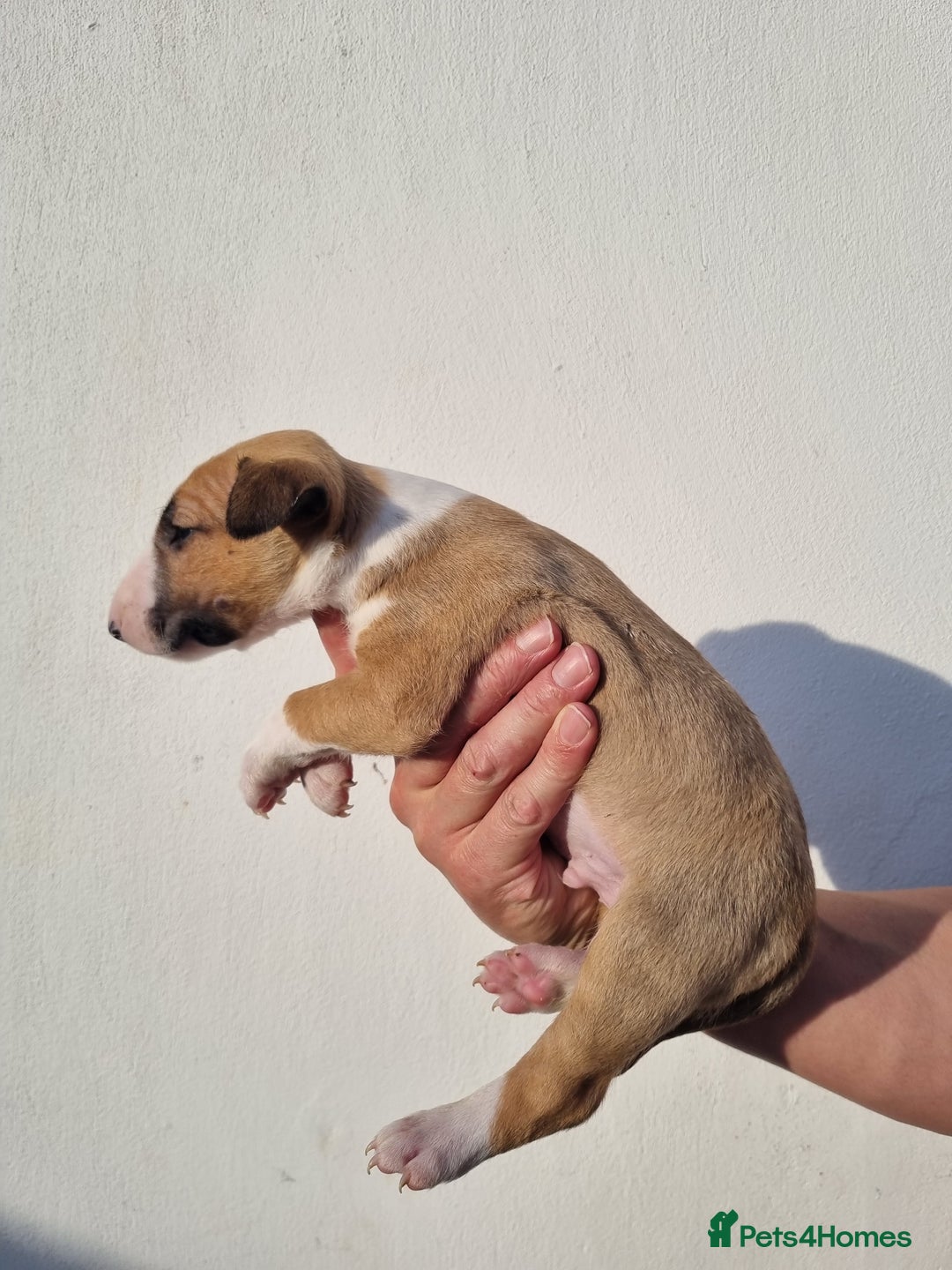English Bull Terrier dogs for sale: Beautiful k.c reg bully pups  - Image 9