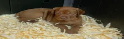 Hungarian Vizsla dogs for sale: Kc reg Hungarian Vizslas - Advert 11