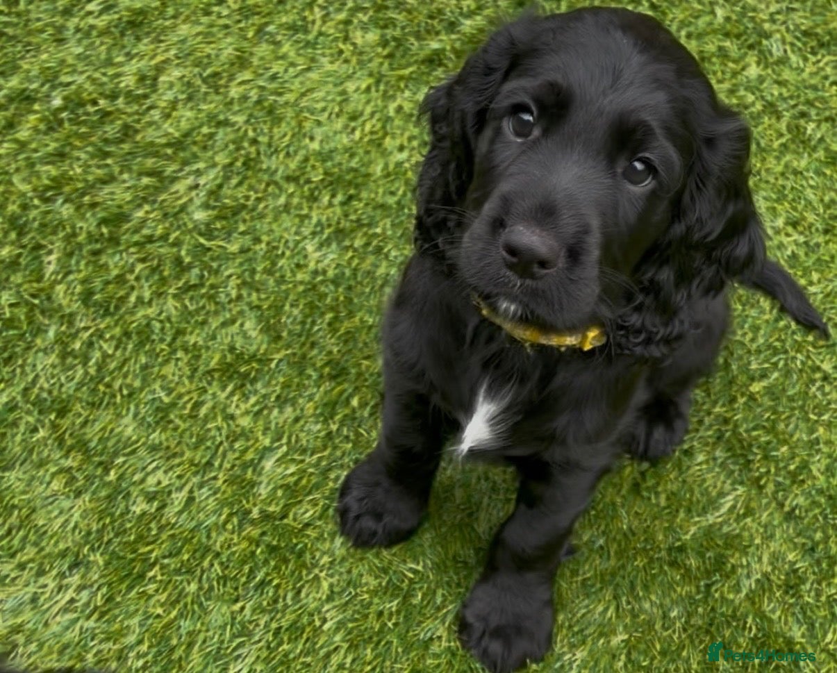 Cocker Spaniel dogs Working KC Registered Cocker Spaniel Pups. - Advert 2