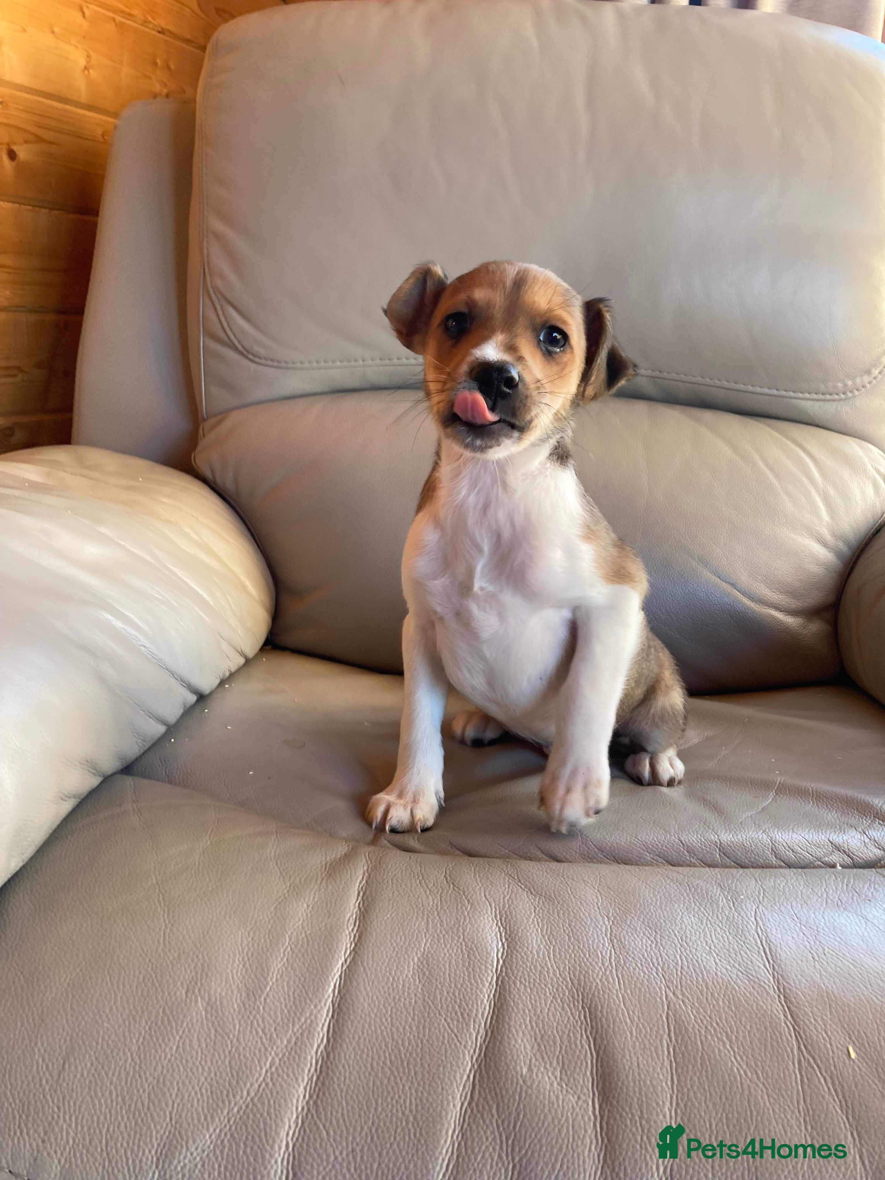 Jack Russell dogs Jack russel puppies for sale  - Advert 1