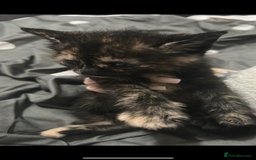 Bengal cats for sale: 4 bengals 2 black/white ready in time for  **   - Advert 12