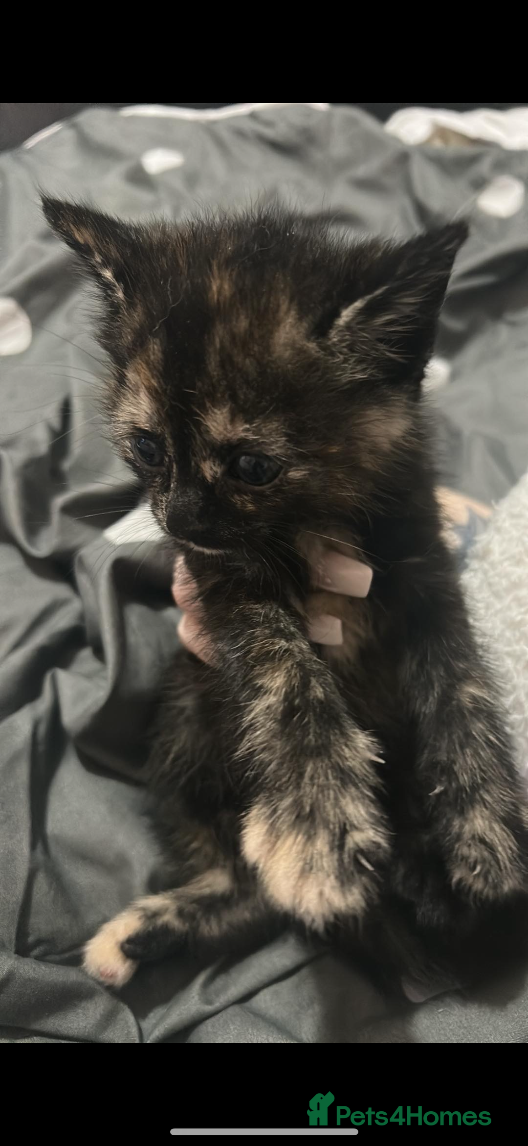 Bengal cats for sale: 4 bengals 2 black/white ready in time for  **   - Advert 12