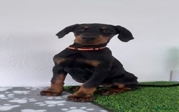 Dobermann dogs for sale: European Dobermanns - 1 Female Remaining *Reduced* - Image 7