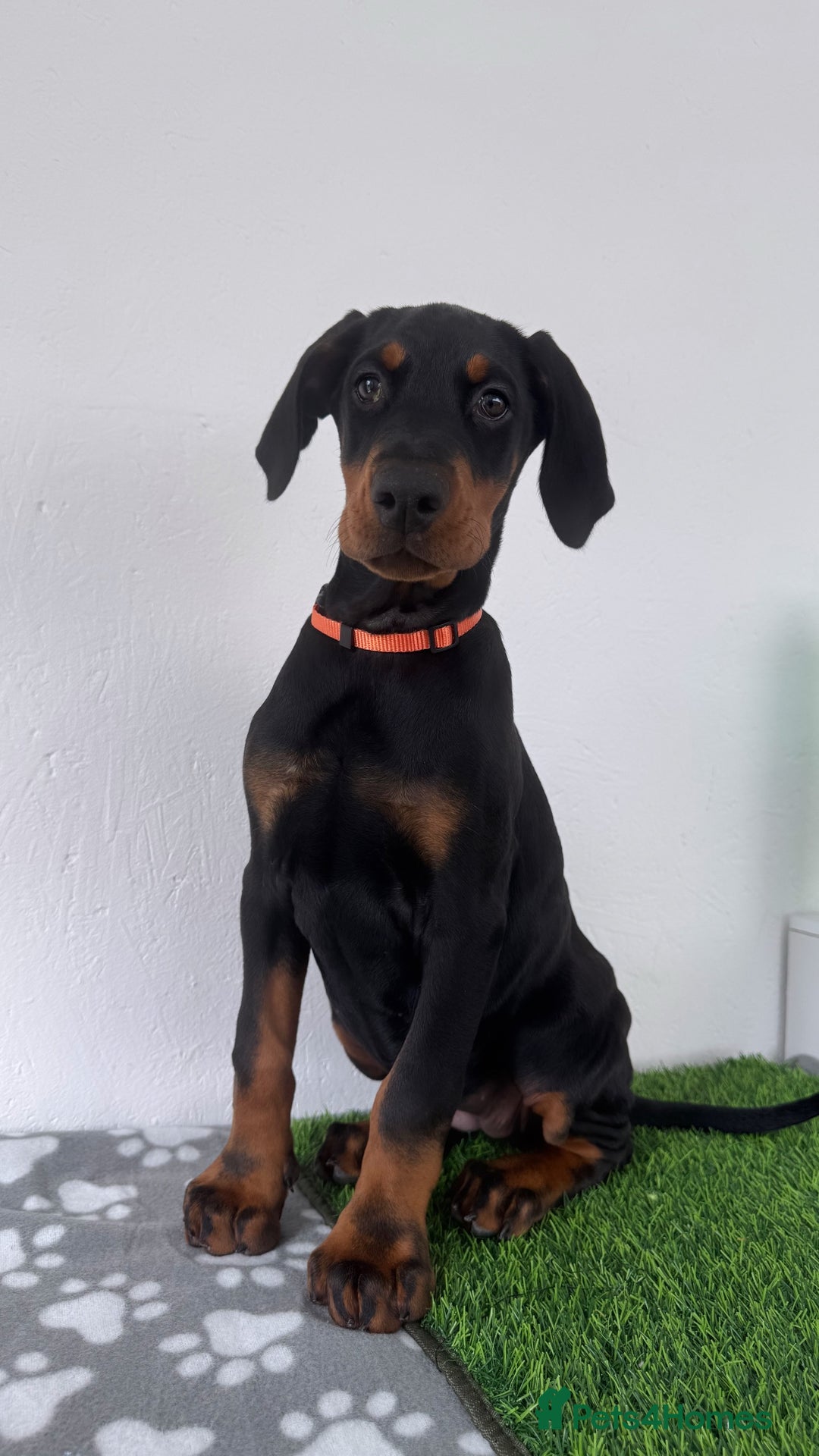 Dobermann dogs for sale: European Dobermanns - 1 Female Remaining *Reduced* - Image 7
