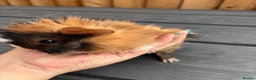 Guinea Pig rodents for sale: Two boy baby guinea pigs - Advert 1