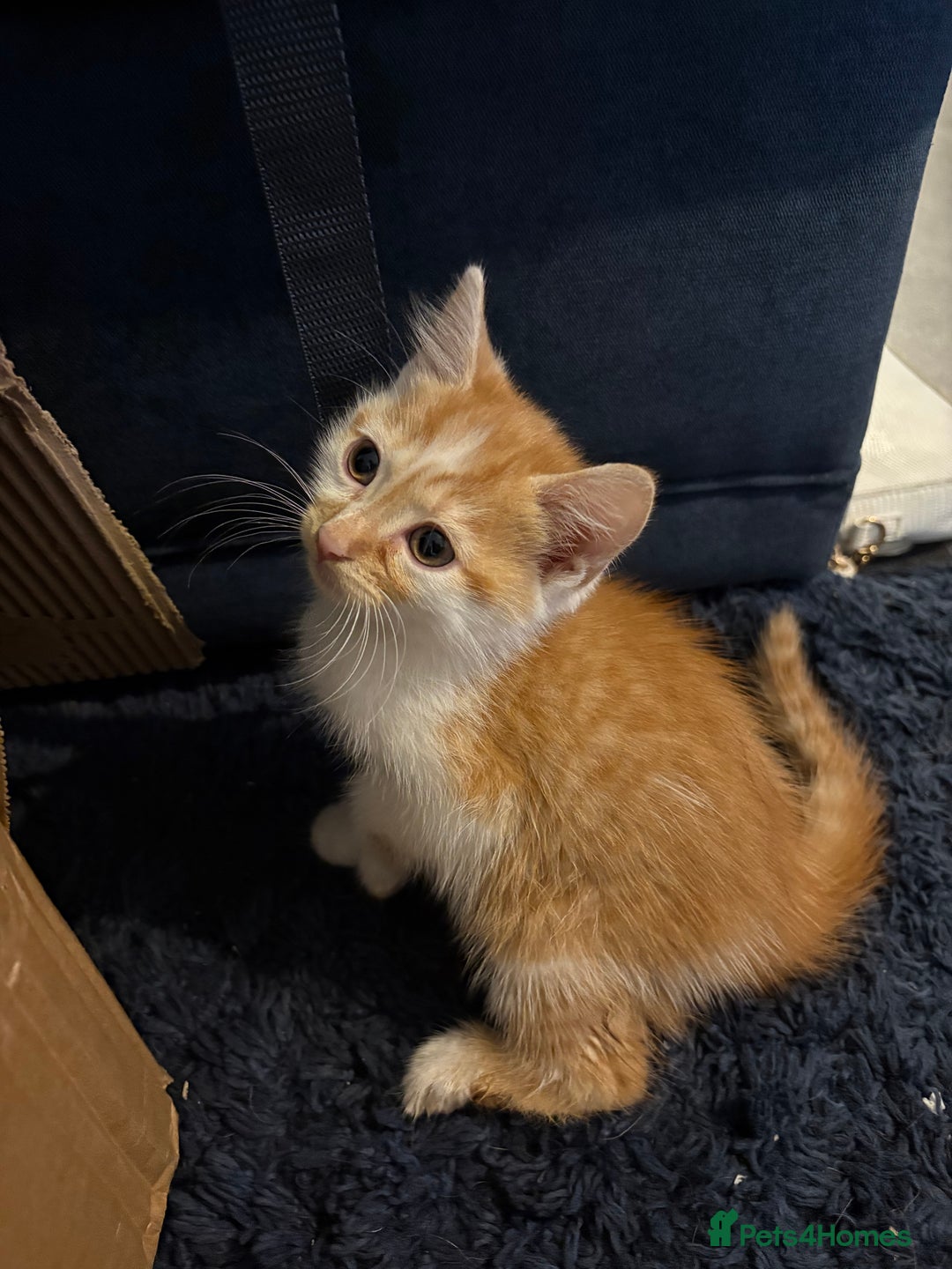 cat feeding ginger female kittens for sale