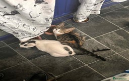 British Shorthair cats for sale: Daisy & Rory looking for their Forever homes - Image 1