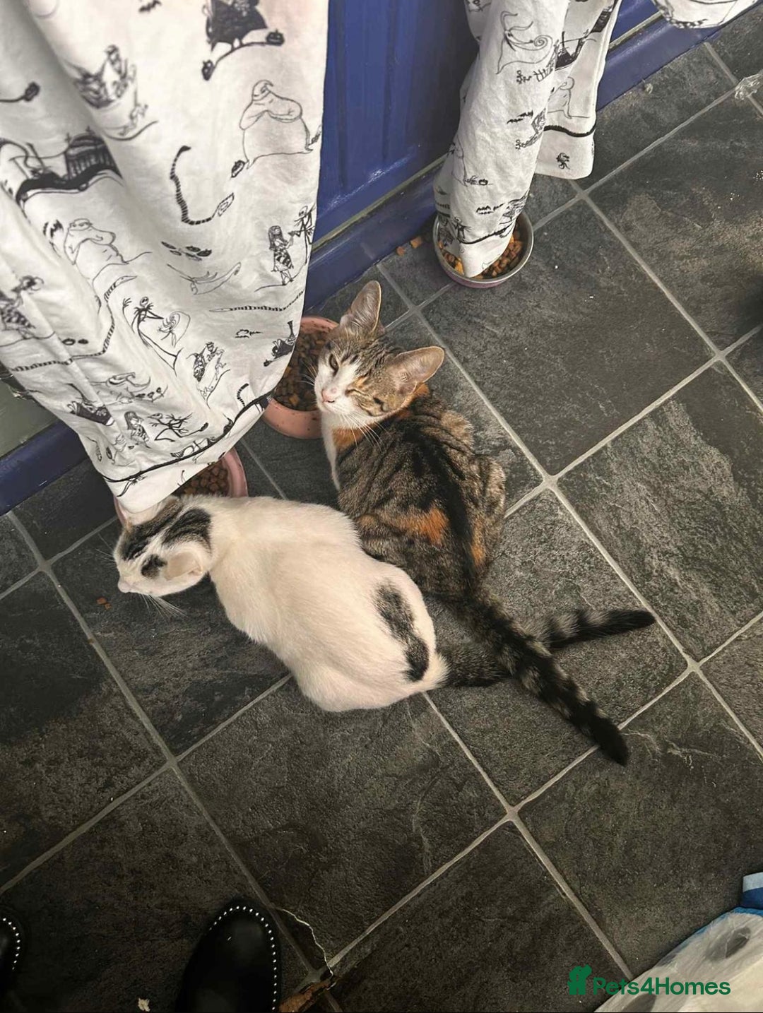 British Shorthair cats for sale: Daisy & Rory looking for their Forever homes - Image 1