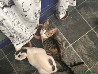 British Shorthair cats - Advert 21