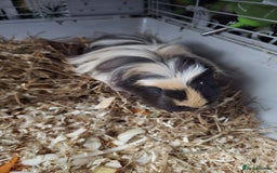 Guinea Pig rodents for sale: 2 guinea pigs - Advert 4