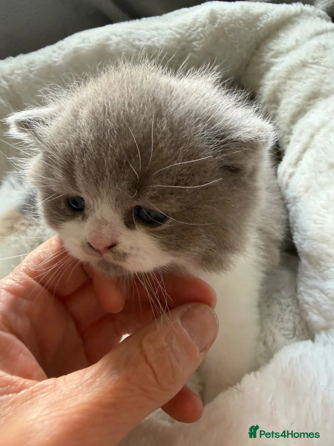 British Shorthair cats for sale: GCCF BSH Lilac Bilcolour chunky 🐱  - Advert 20