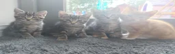 Mixed Breed cats for sale: 4 sweet kittens for sale  in Great Yarmouth - Advert 5