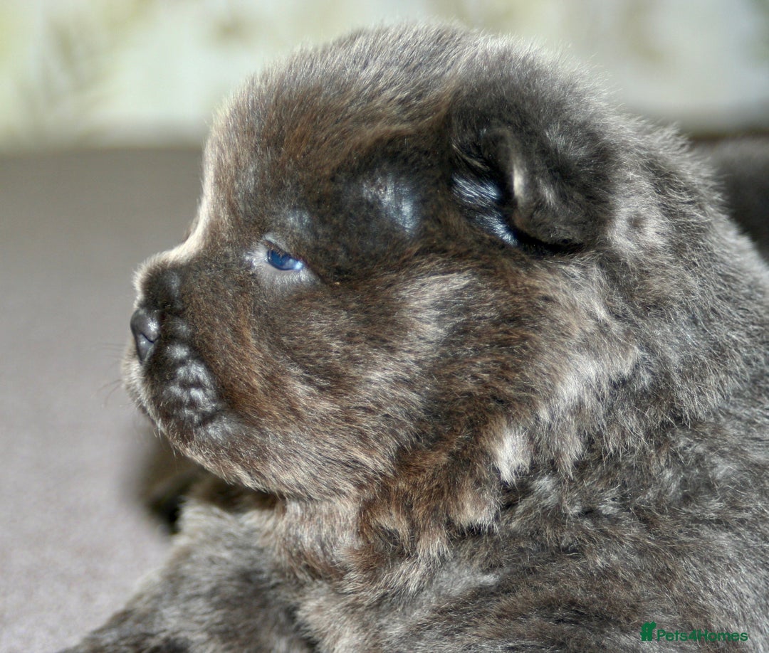 Chow Chow dogs for sale: Chow chow puppies ready to go 20th jan - Advert 10