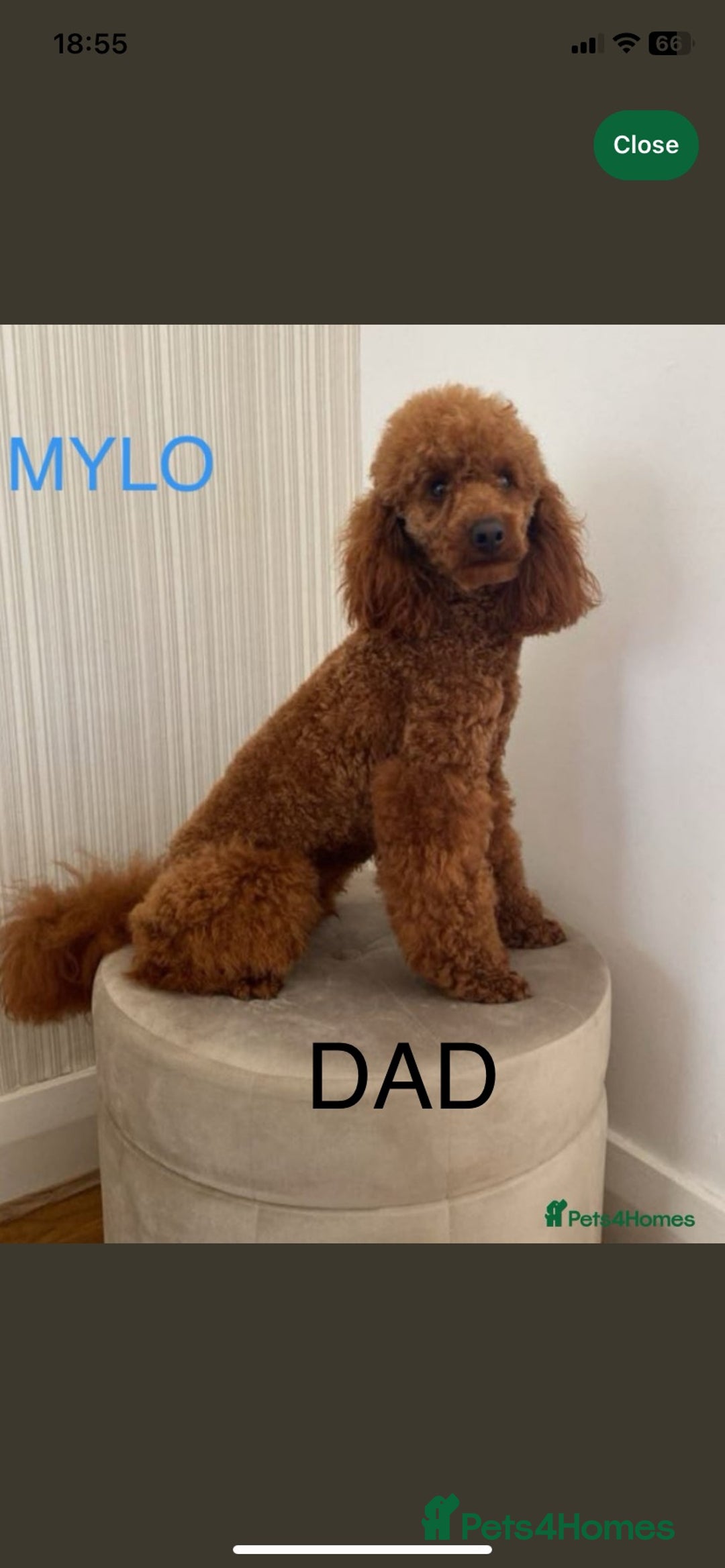 Cavapoo dogs for sale: F1b Cavapoo  - Image 15