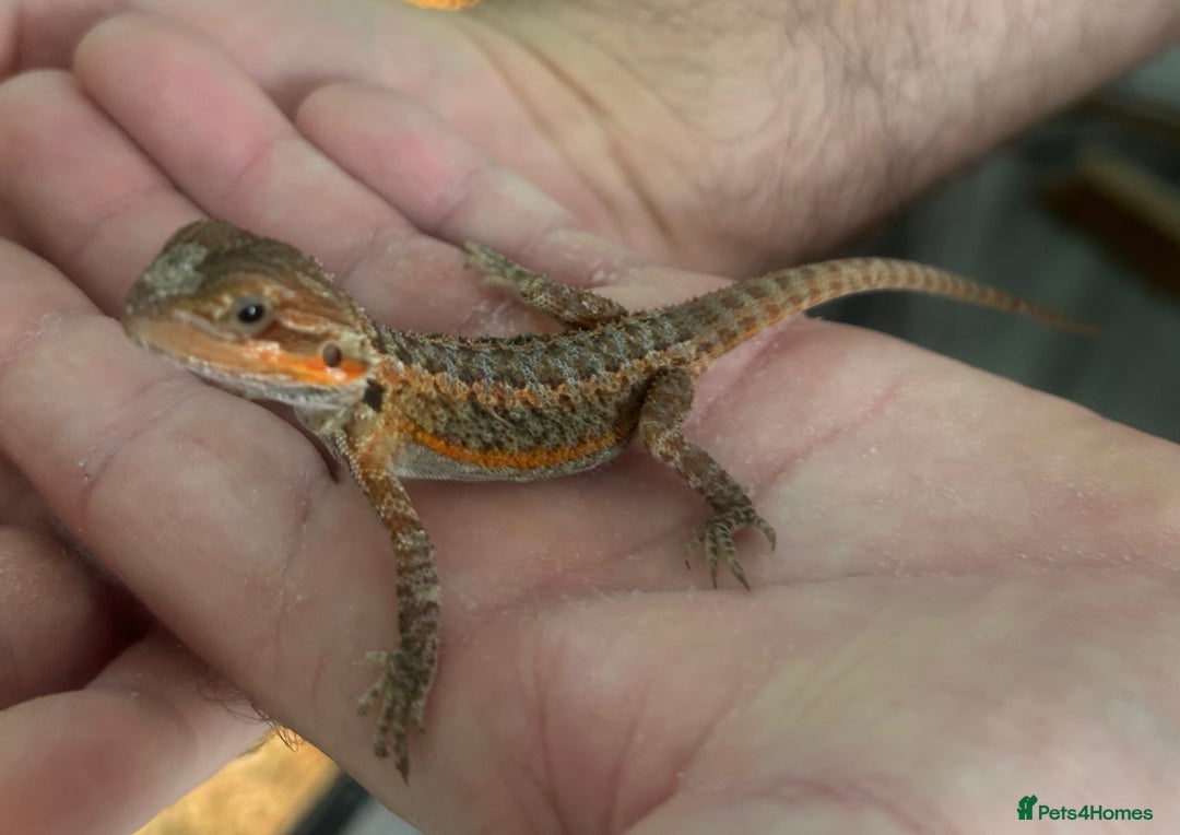 Bearded Dragon reptiles for sale: 15 Baby dearded dragons - Image 21