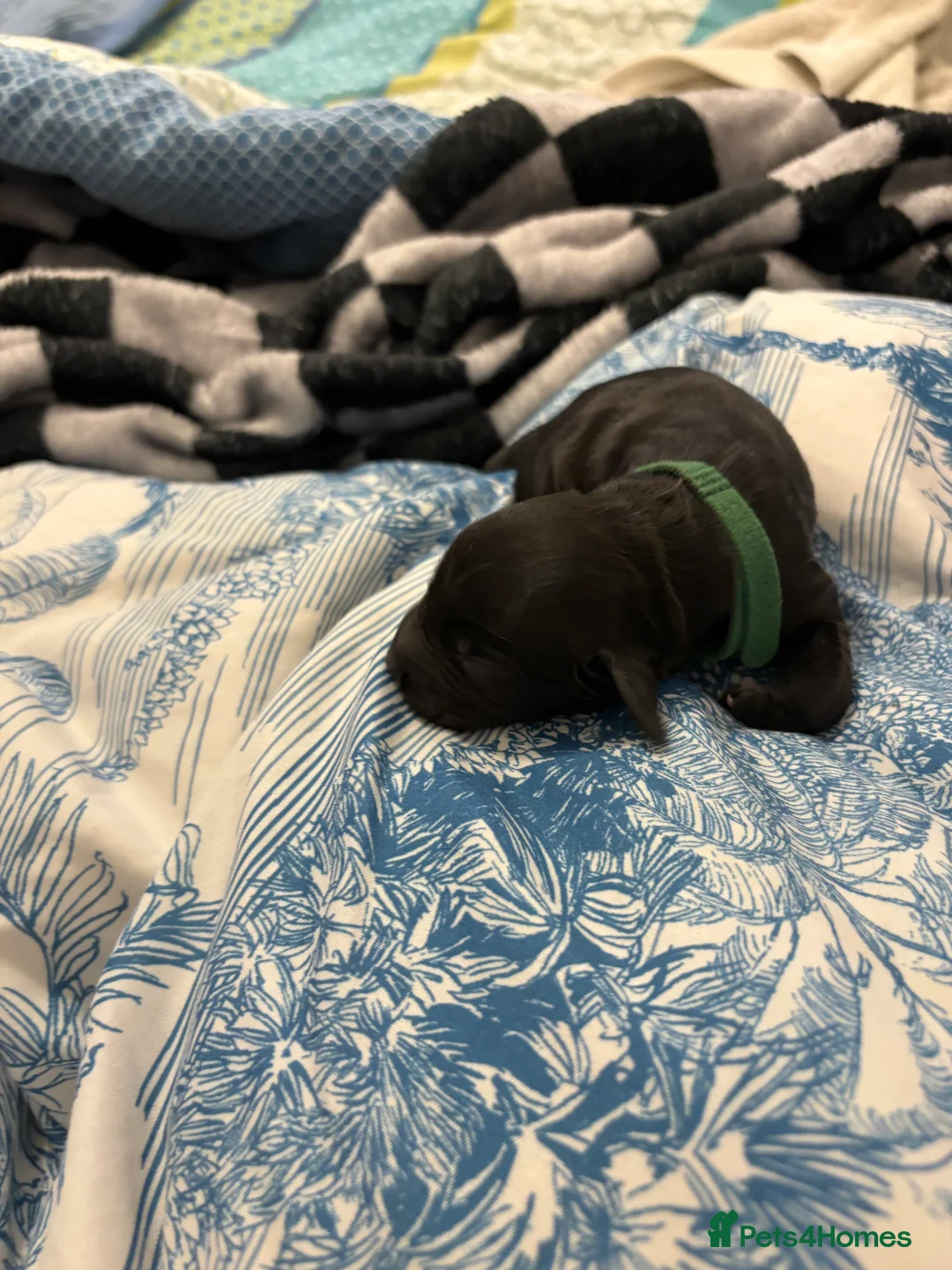 English Springer Spaniel dogs for sale: Spaniel puppies for sale  - Advert 3