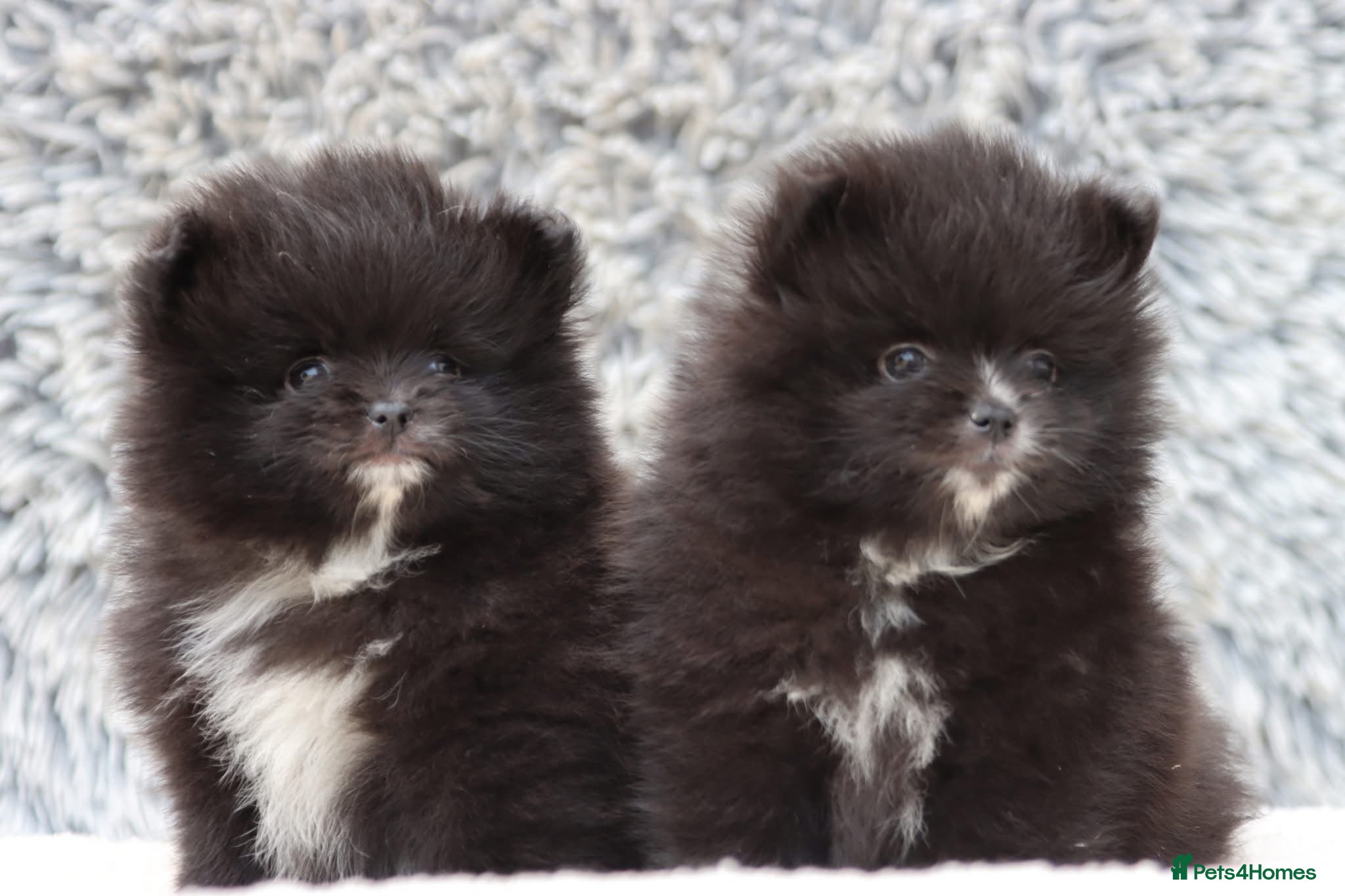 Pomeranian dogs Beautiful male and female Pomeranian for sale  - Advert 1