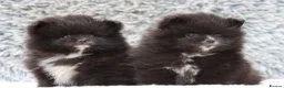 Pomeranian dogs for sale: Beautiful male and female Pomeranian for sale  - Advert 1
