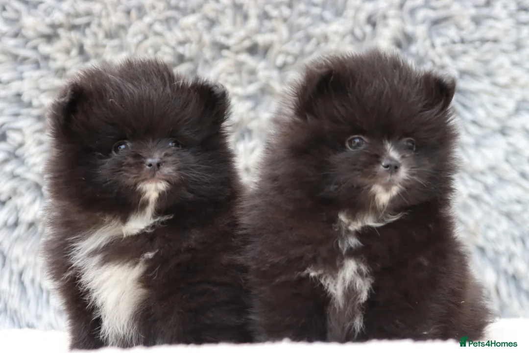 Pomeranian dogs for sale: Beautiful male and female Pomeranian for sale  - Advert 1