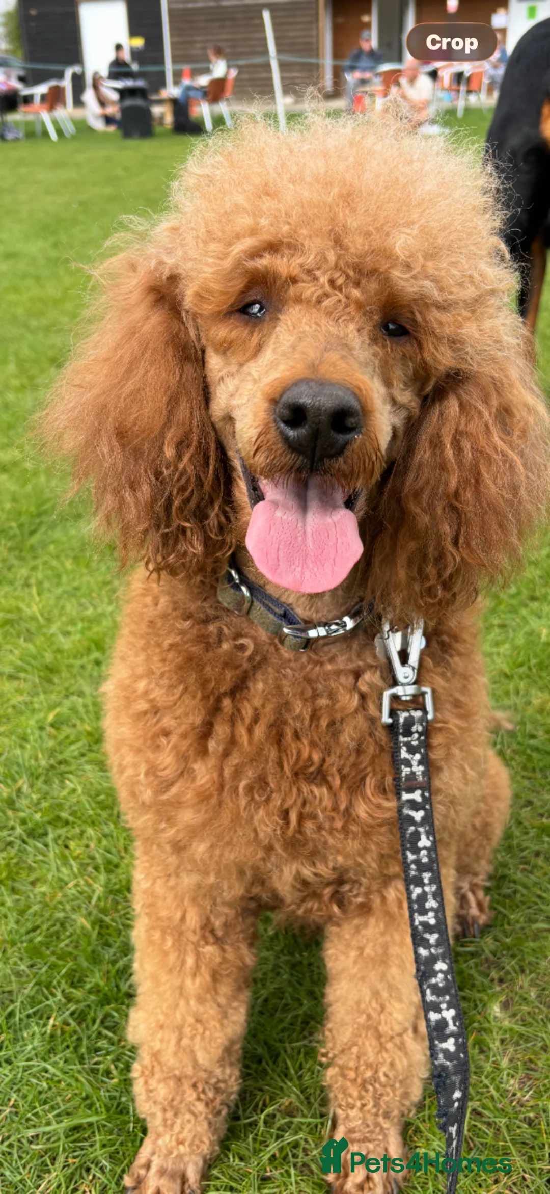 Cockapoo dogs for sale: Blue merle cockapoo - Advert 2