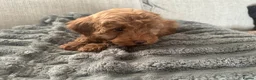 Cavapoo dogs for sale: Beautiful f1b red Cavapoo puppies    - Advert 7