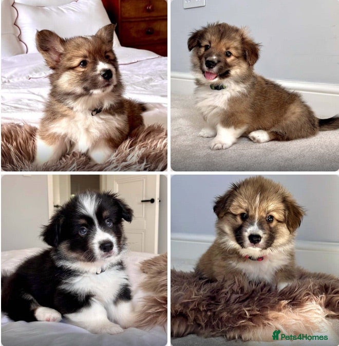 Welsh Corgi Pembroke dogs Stunning Fluffy Long-Haired (Fluffy) Corgi Puppies - Advert 1