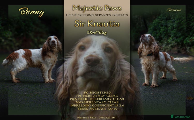 Cocker Spaniel dogs in Blackburn - Advert 4