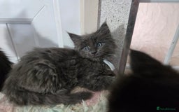Maine Coon cats for sale: Stunning GCCF Maine Coon kittens  - Image 21