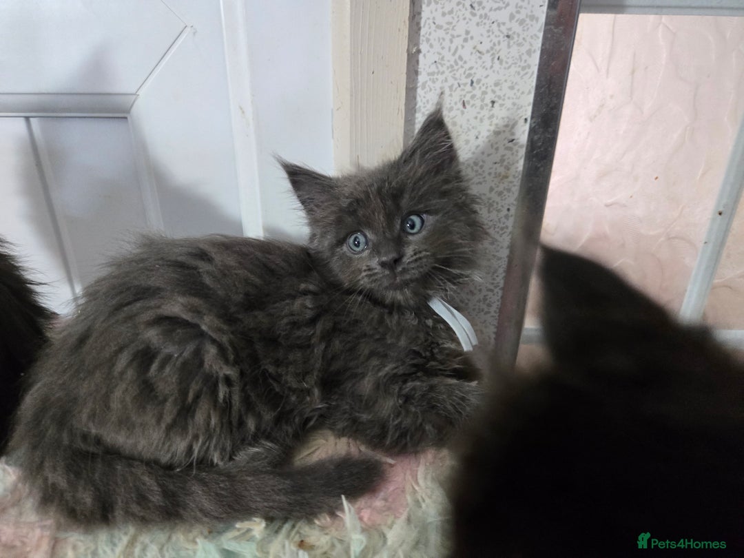 Maine Coon cats for sale: Stunning GCCF Maine Coon kittens  - Image 21
