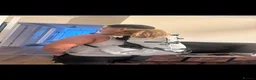 Dachshund dogs for sale: Dacshund 1.5Years old Male - Advert 3