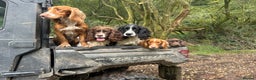 Cocker Spaniel dogs for stud: Standing at Stud in Tavistock - Advert 3