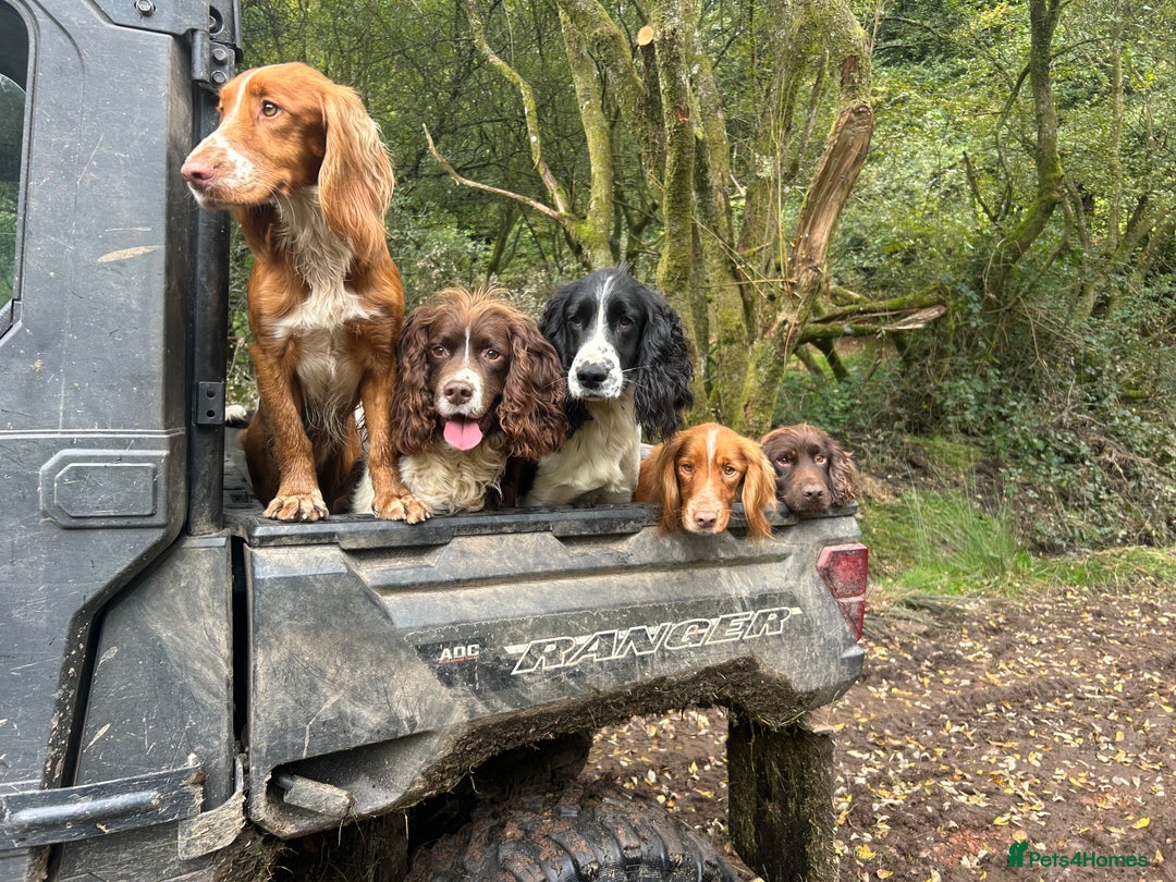 Cocker Spaniel dogs for stud: Standing at Stud in Tavistock - Advert 3