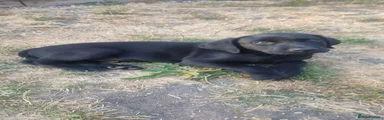 Labrador Retriever 2