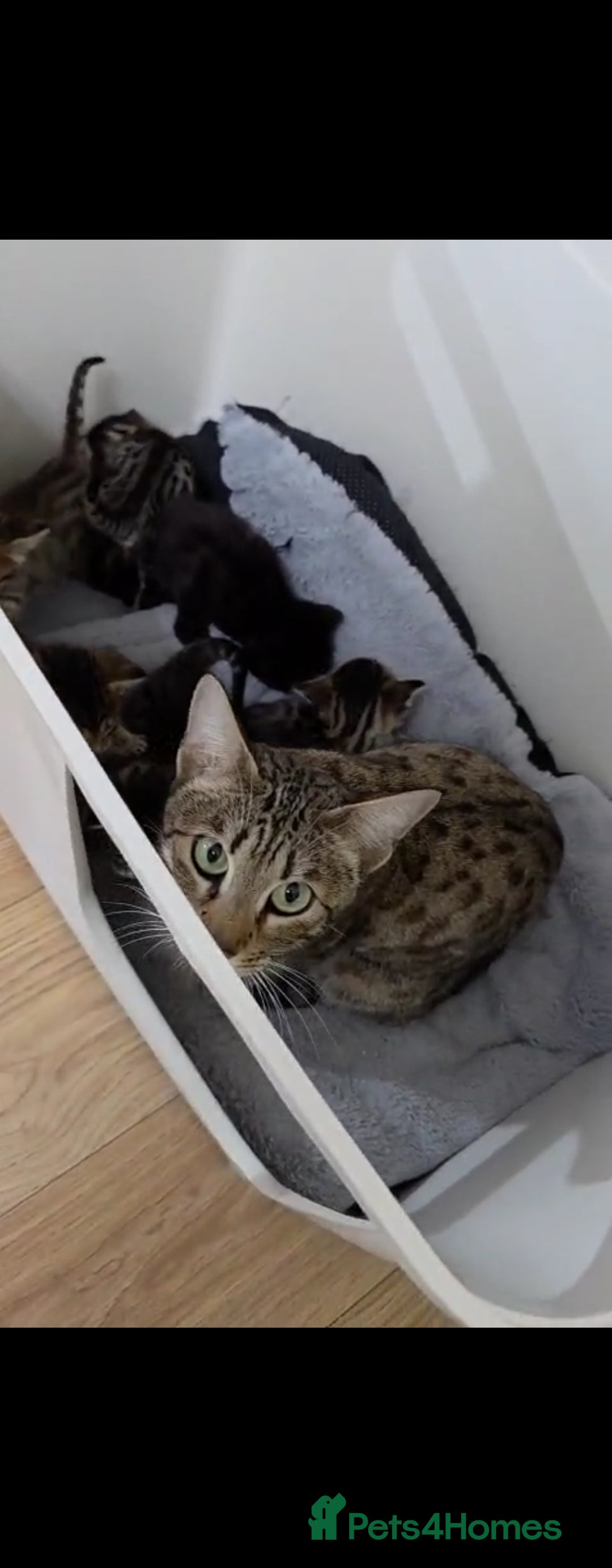 Mixed Breed cats for sale: Stunning Siamese x Bengal Kittens Ready Now - Advert 8