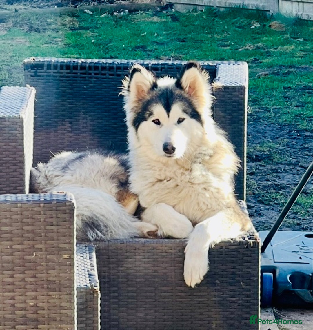 Mixed Breed dogs for sale: Alaskan Shepherd Puppies offers accepted  - Image 20
