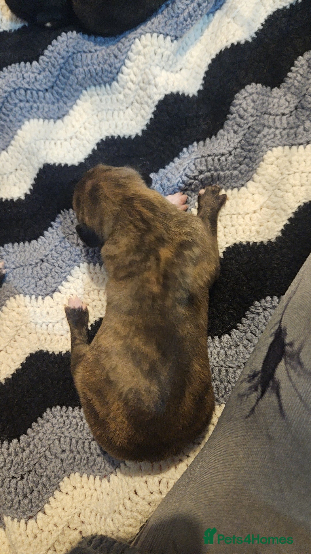 Whippet dogs for sale: 8 beautiful  brindle whippet  - Advert 11