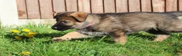German Shepherd dogs for sale: German shepherd puppies working line - Advert 24