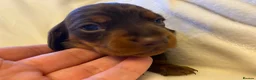 Miniature Dachshund dogs for sale: 🐶 READY TODAY 🐶 £1,800 - Advert 11