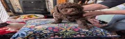 Pomapoo dogs for sale: 4 delightful pomapoo puppies for sale in London - Advert 9