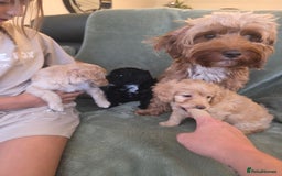 Cockapoo dogs for sale: BEAUTIFUL F1B COCKAPOO BABBIES  - Image 7