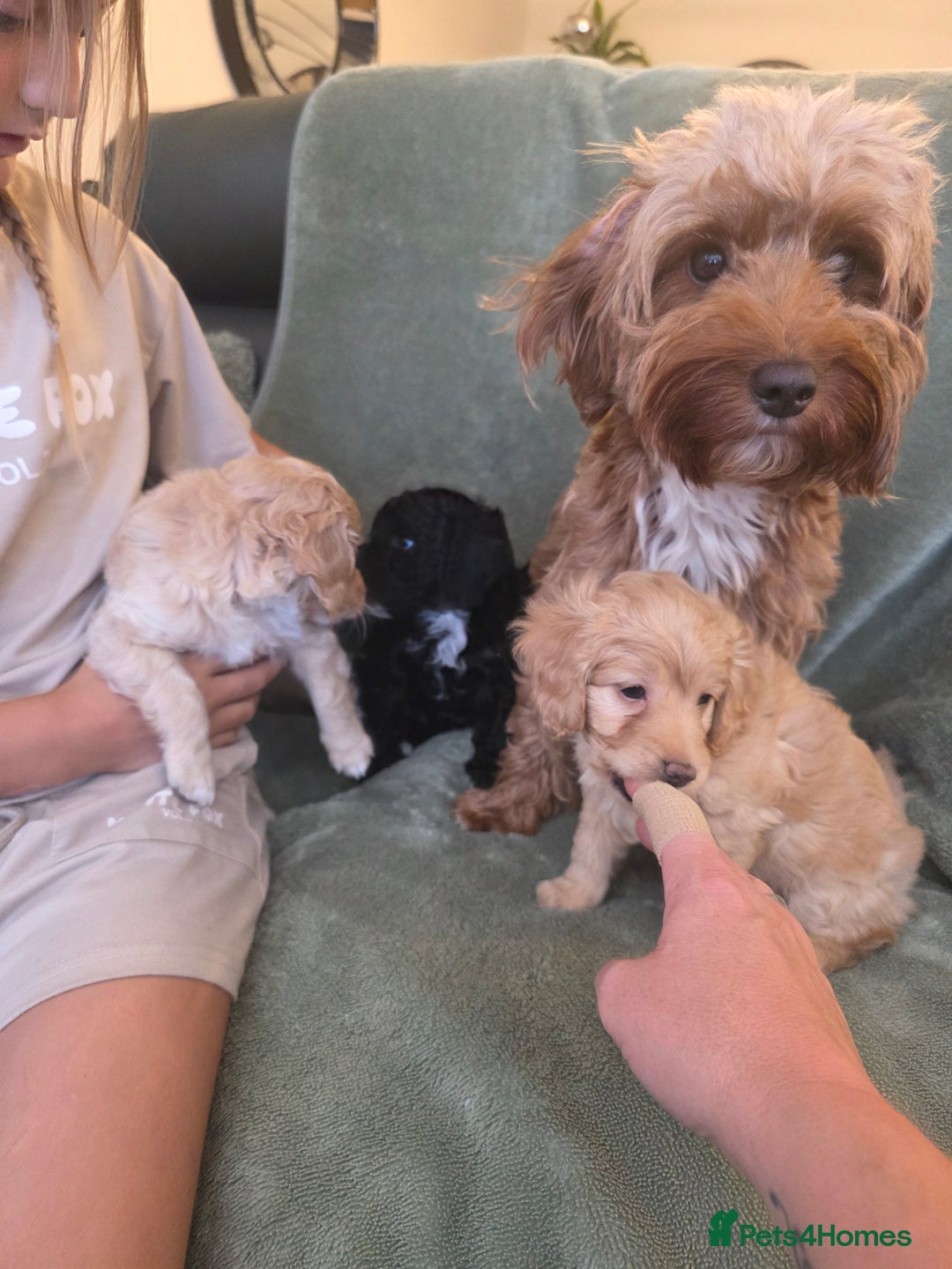 Cockapoo dogs for sale: BEAUTIFUL F1B COCKAPOO BABBIES  - Image 7