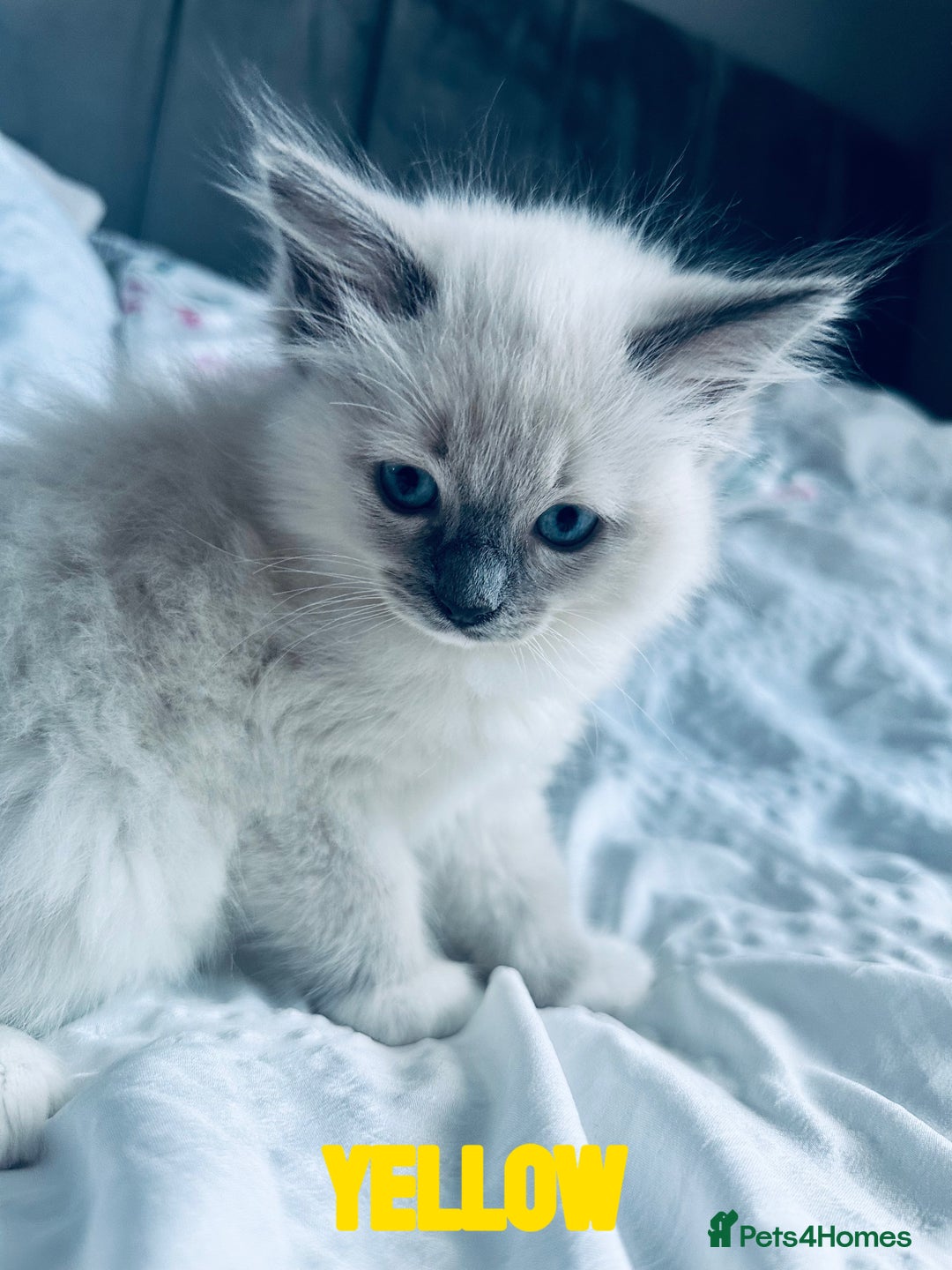 Ragdoll cats for sale: 4 Adorable kittens for sale 🩵🩵 - Image 6