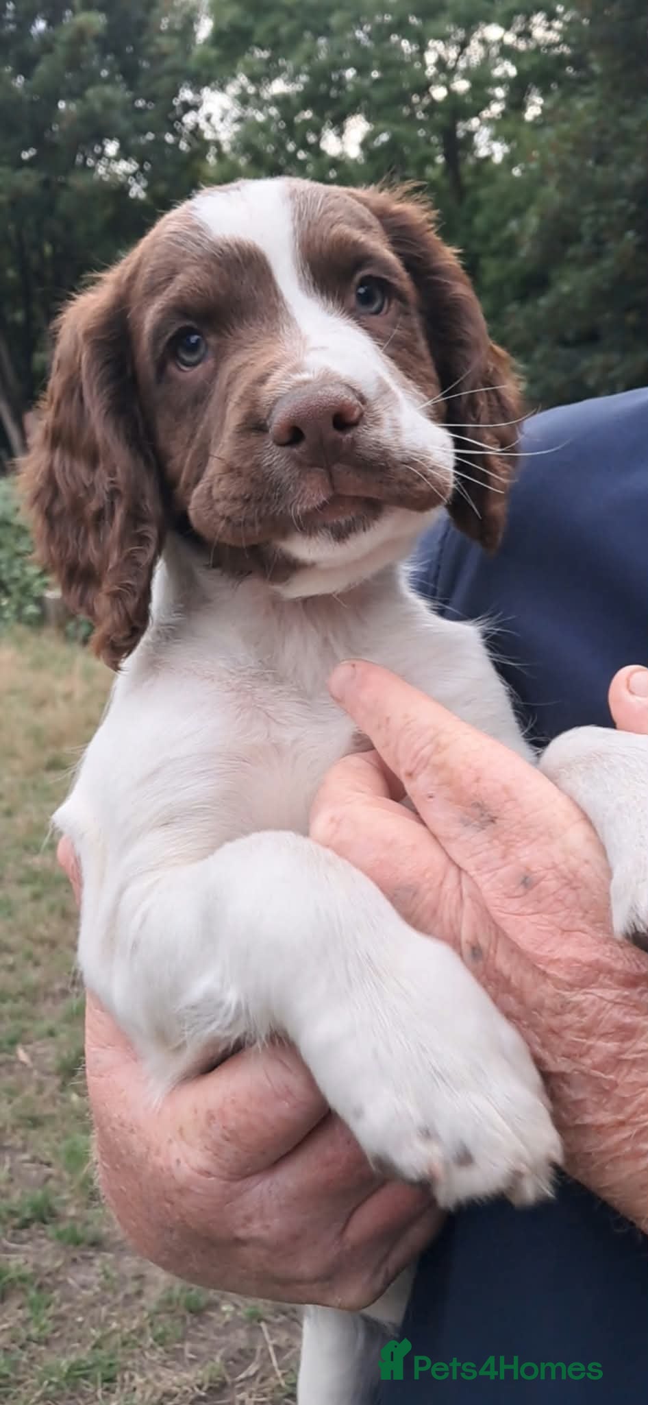 Sprocker dogs SPROCKER (ENGLISH SPRINGER X COCKER SPANIEL) PUPS - Advert 4