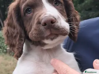 Sprocker dogs SPROCKER (ENGLISH SPRINGER X COCKER SPANIEL) PUPS - Advert 1