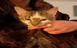 Mixed Breed cats for sale: 2 Babies Left! Waiting For Their Forever Home - Image 2