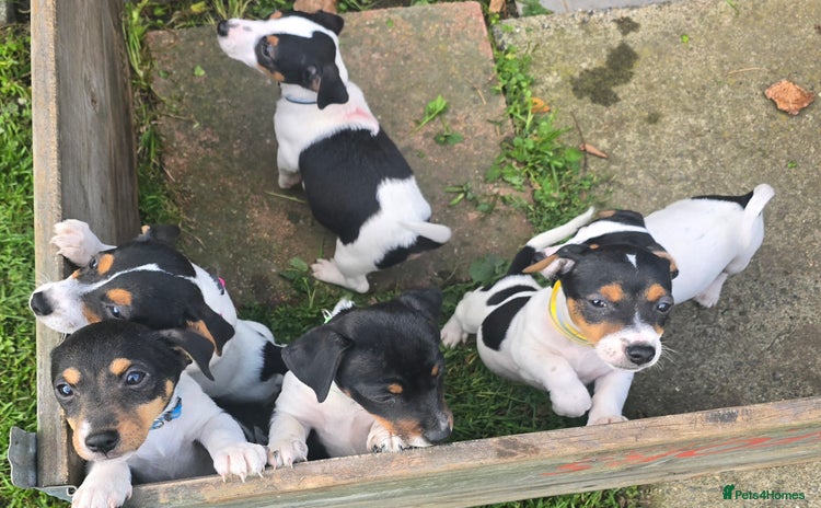 Jack Russell dogs - Advert 1